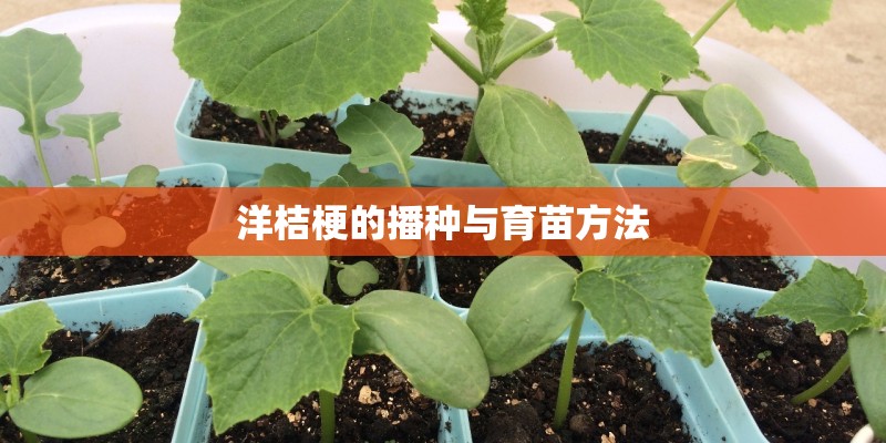 洋桔梗的播种与育苗方法