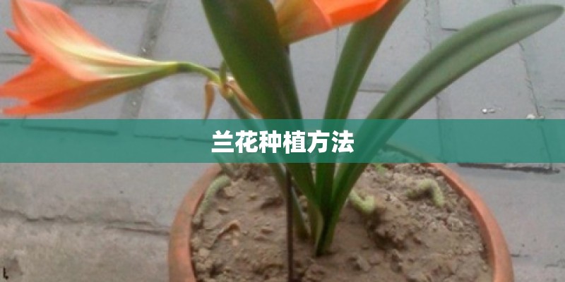 兰花种植方法