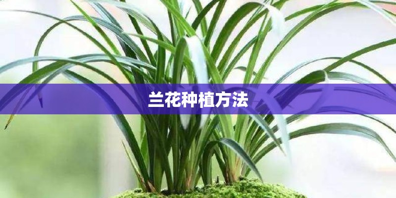 兰花种植方法