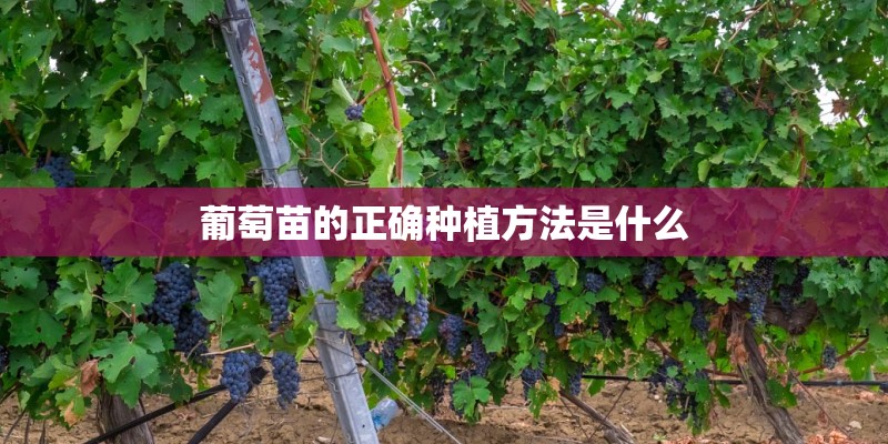 葡萄苗的正确种植方法是什么