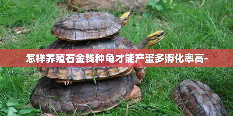 怎样养殖石金钱种龟才能产蛋多孵化率高-