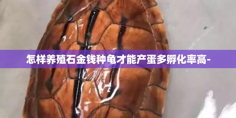 怎样养殖石金钱种龟才能产蛋多孵化率高-