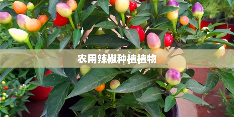 农用辣椒种植植物