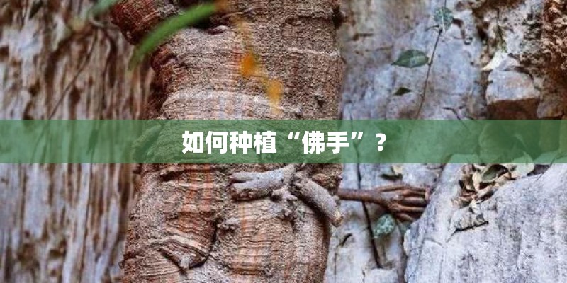 如何种植“佛手”？