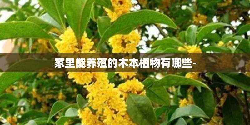 家里能养殖的木本植物有哪些-