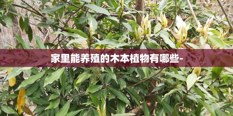 家里能养殖的木本植物有哪些-
