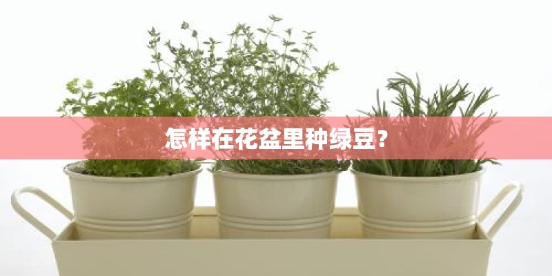 怎样在花盆里种绿豆？