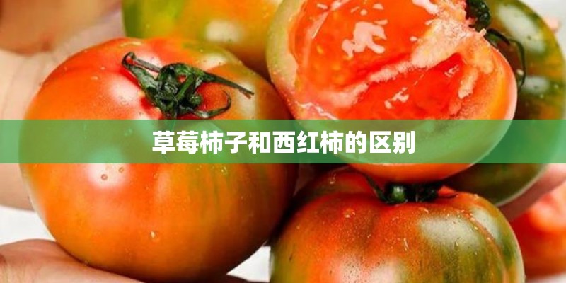草莓柿子和西红柿的区别