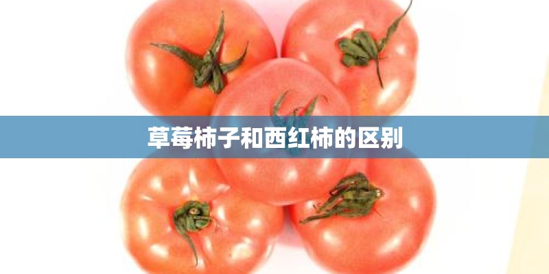 草莓柿子和西红柿的区别