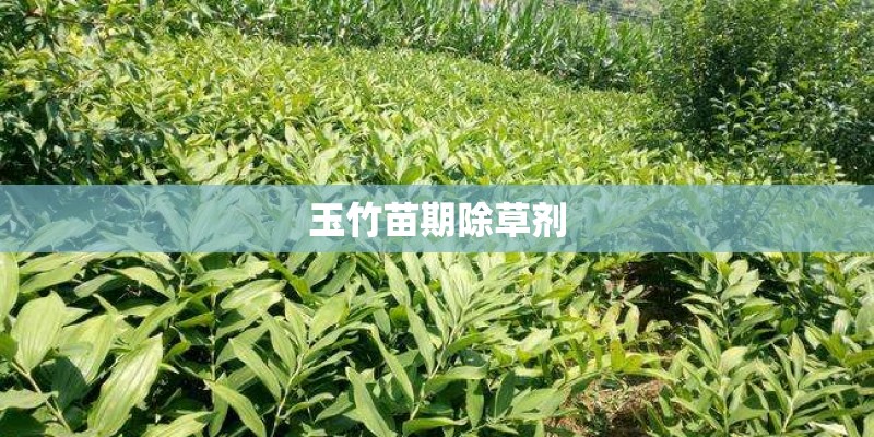 玉竹苗期除草剂