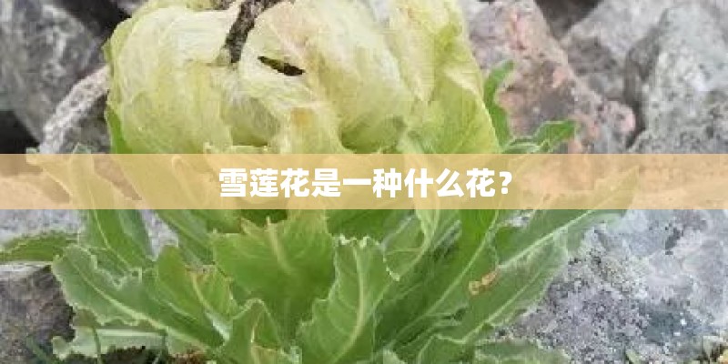雪莲花是一种什么花？