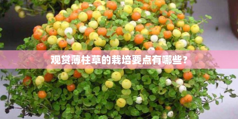 观赏薄柱草的栽培要点有哪些？