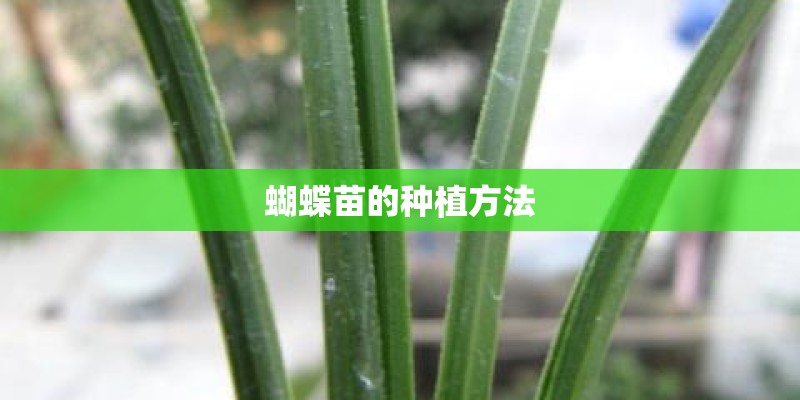 蝴蝶苗的种植方法