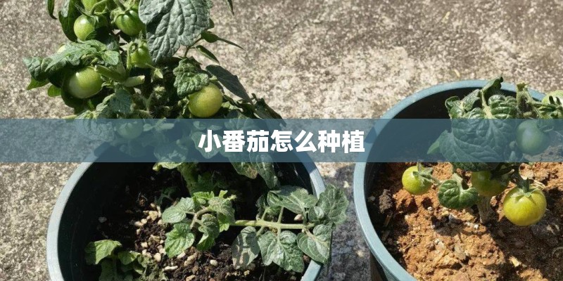 小番茄怎么种植