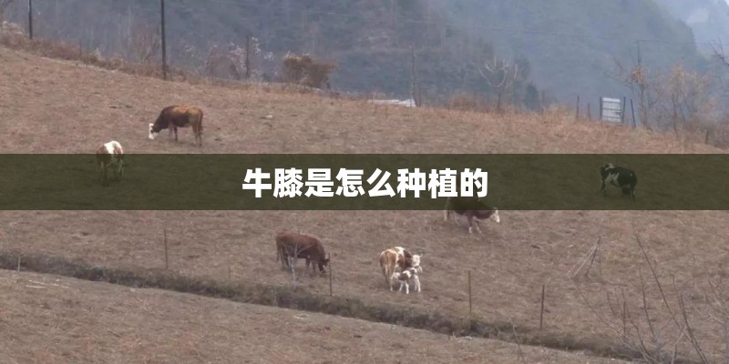 牛膝是怎么种植的