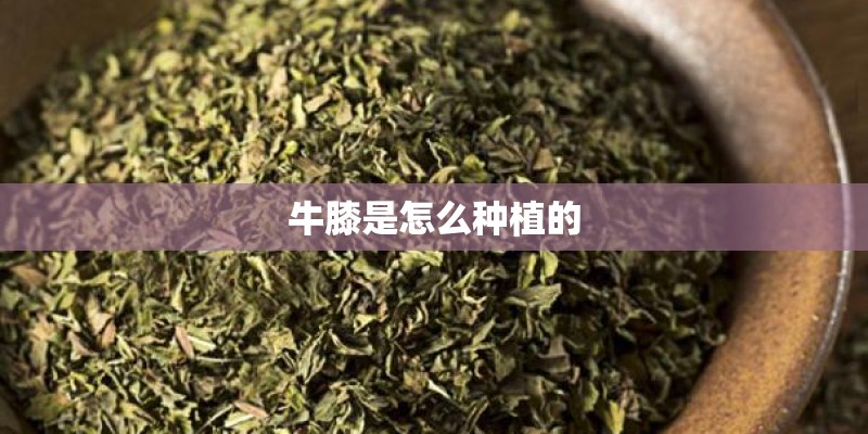牛膝是怎么种植的