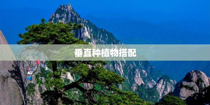 垂直种植物搭配
