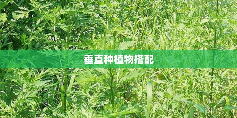 垂直种植物搭配