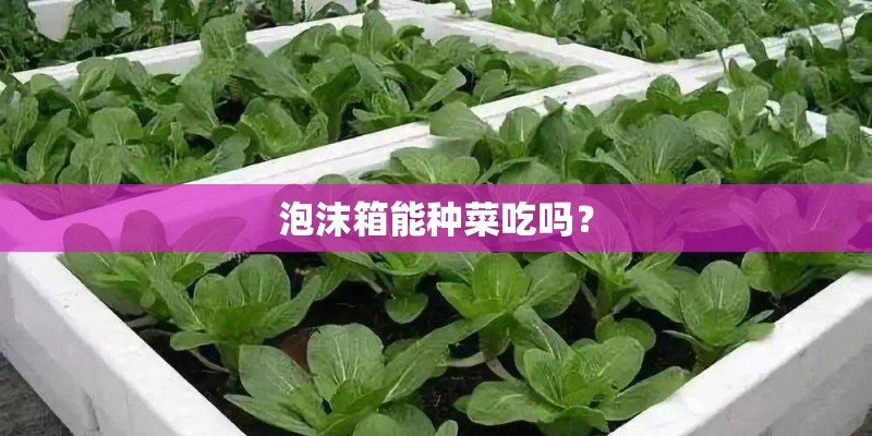 泡沫箱能种菜吃吗？