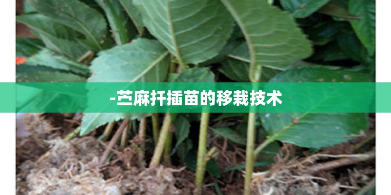 -苎麻扦插苗的移栽技术