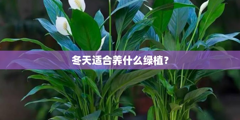 冬天适合养什么绿植? 冬天适合养什么绿植?