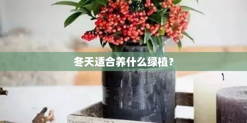冬天适合养什么绿植? 冬天适合养什么绿植?