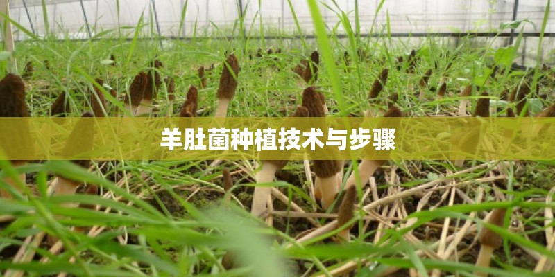 羊肚菌种植技术与步骤
