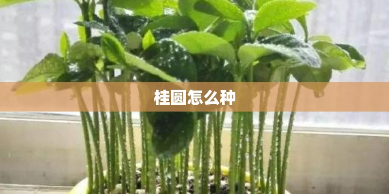 桂圆怎么种