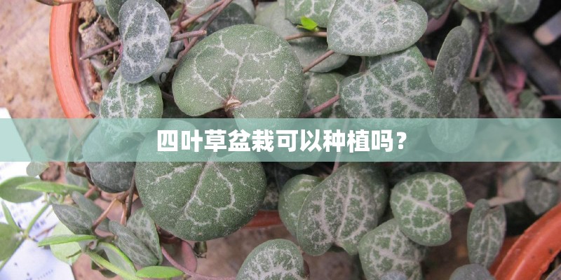 四叶草盆栽可以种植吗？