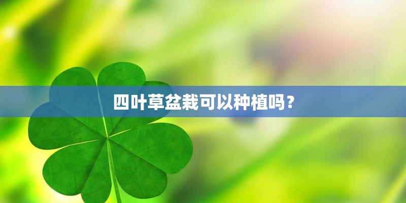 四叶草盆栽可以种植吗？