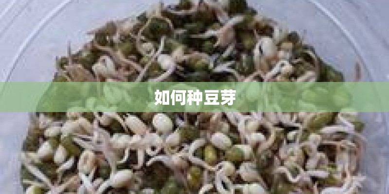 如何种豆芽