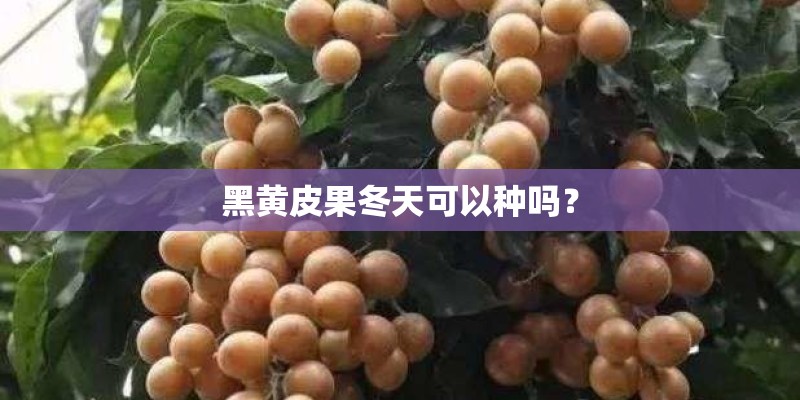 黑黄皮果冬天可以种吗？