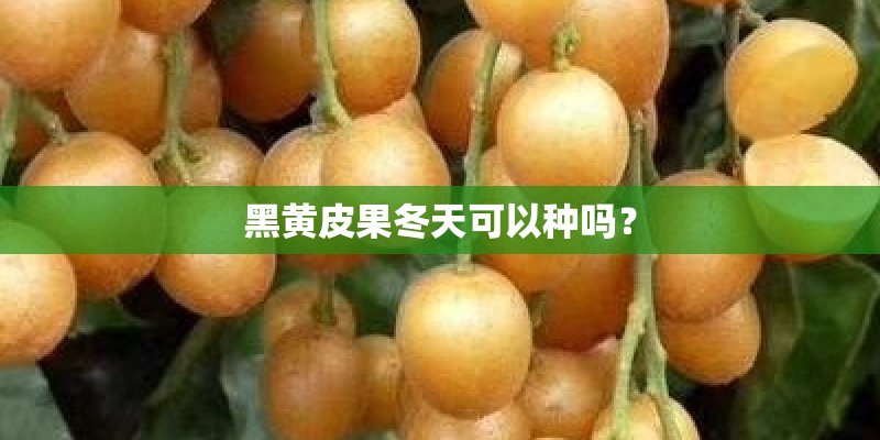 黑黄皮果冬天可以种吗? 黑黄皮果冬天可以种吗?