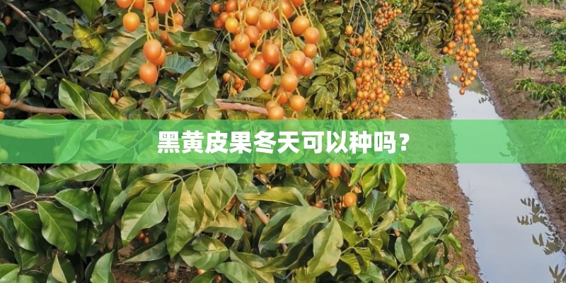 黑黄皮果冬天可以种吗? 黑黄皮果冬天可以种吗?
