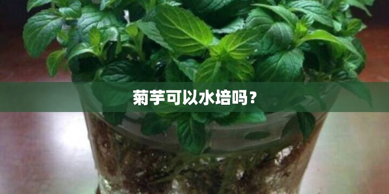 菊芋可以水培吗？