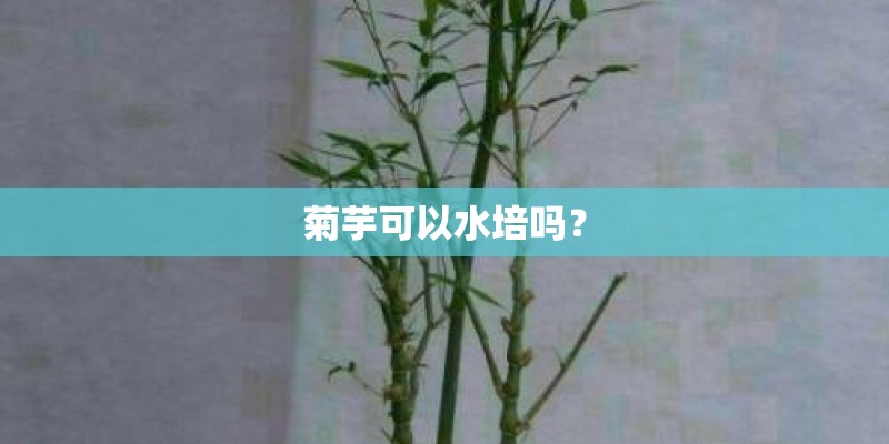 菊芋可以水培吗？