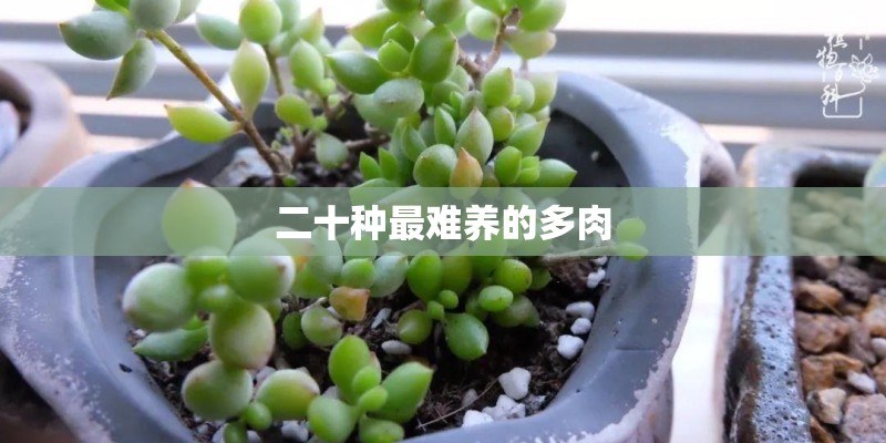 二十种最难养的多肉