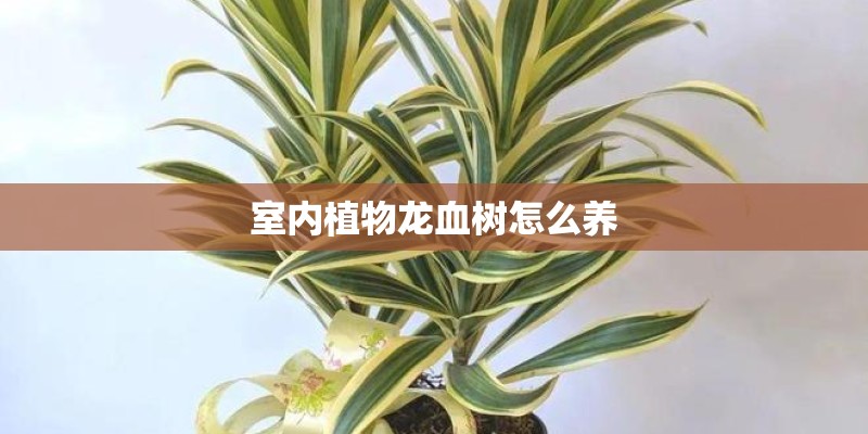 室内植物龙血树怎么养