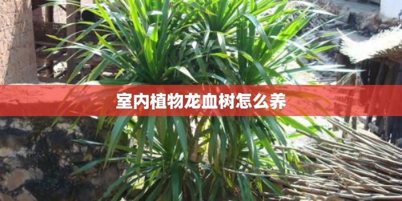室内植物龙血树怎么养