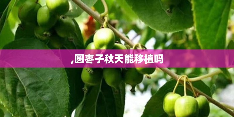 ,圆枣子秋天能移植吗
