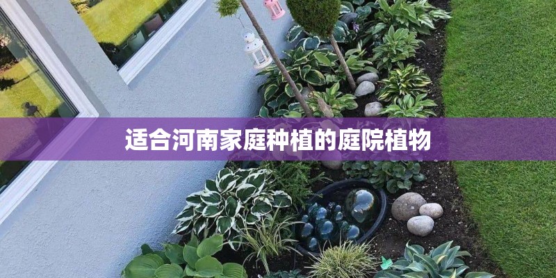 适合河南家庭种植的庭院植物 适合河南家庭种植的庭院植物