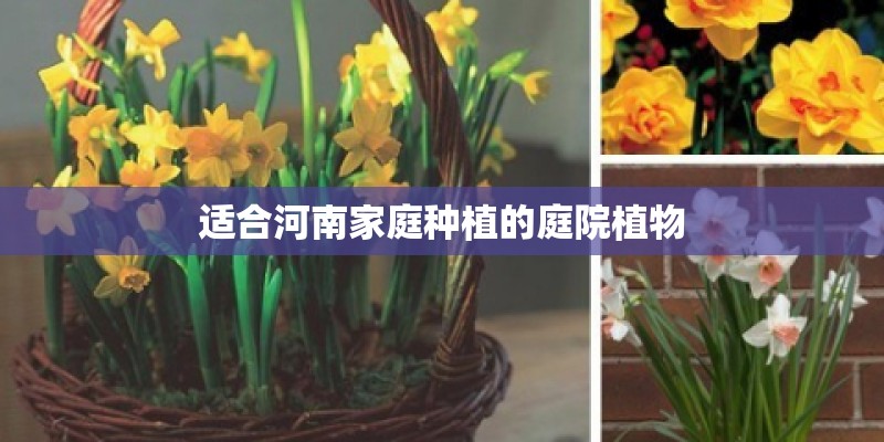 适合河南家庭种植的庭院植物 适合河南家庭种植的庭院植物
