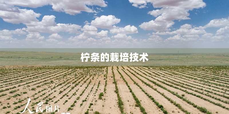 柠条的栽培技术