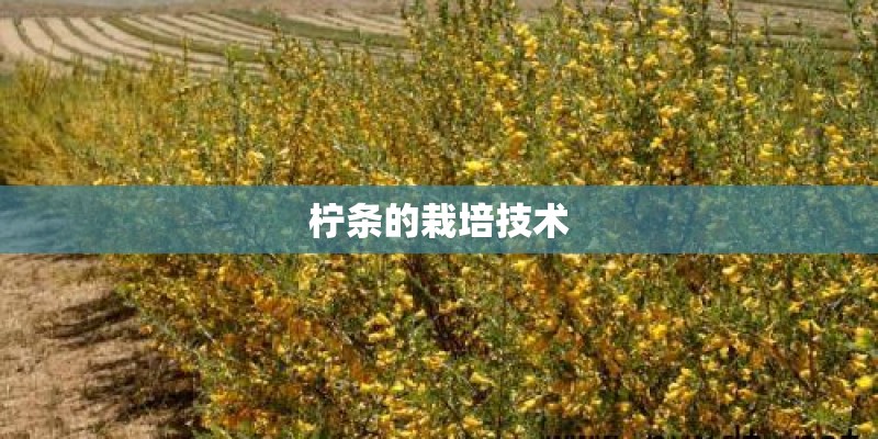 柠条的栽培技术 柠条的栽培技术