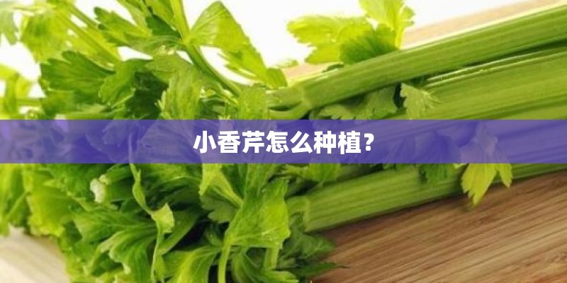 小香芹怎么种植？