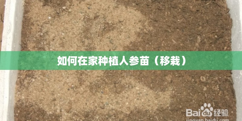 如何在家种植人参苗（移栽）