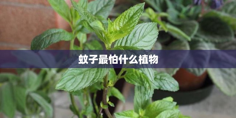 蚊子最怕什么植物