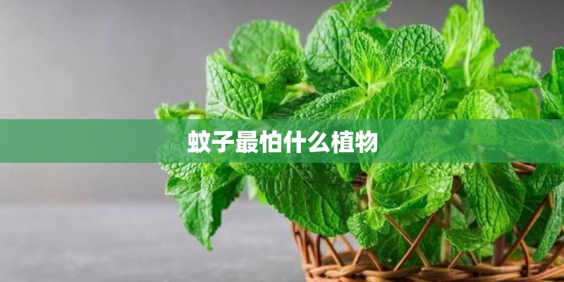 蚊子最怕什么植物
