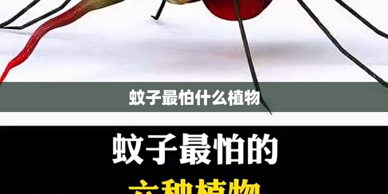 蚊子最怕什么植物