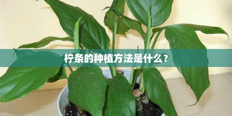 柠条的种植方法是什么？
